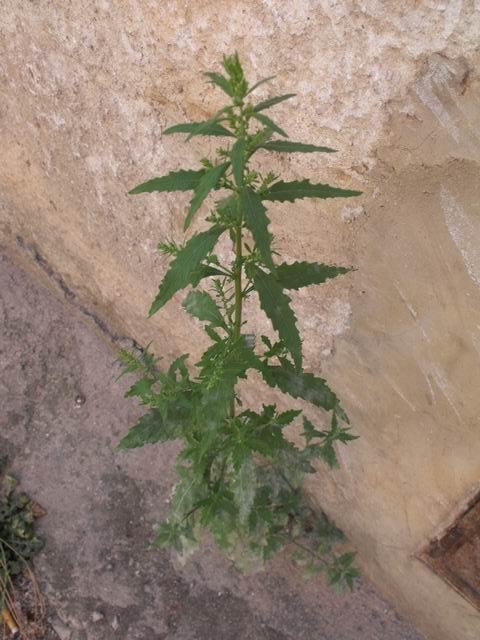 Dysphania ambrosioides da confermare